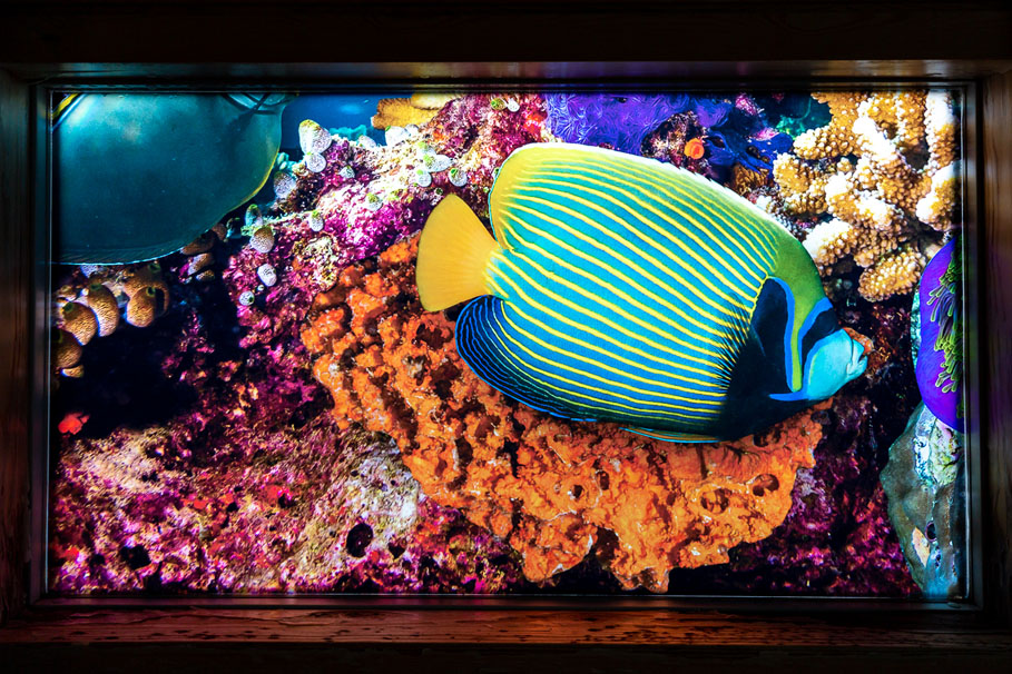 The wyvern pool window vinyl 6