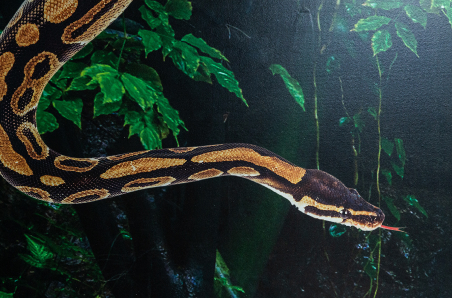 Lee Chapel Rainforest Cafe